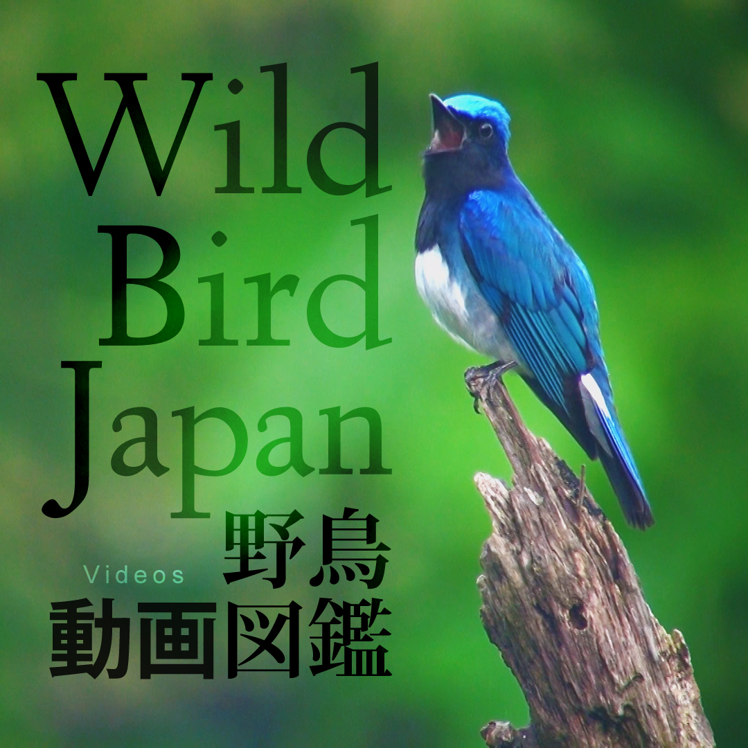 『野鳥動画図鑑』ロゴ