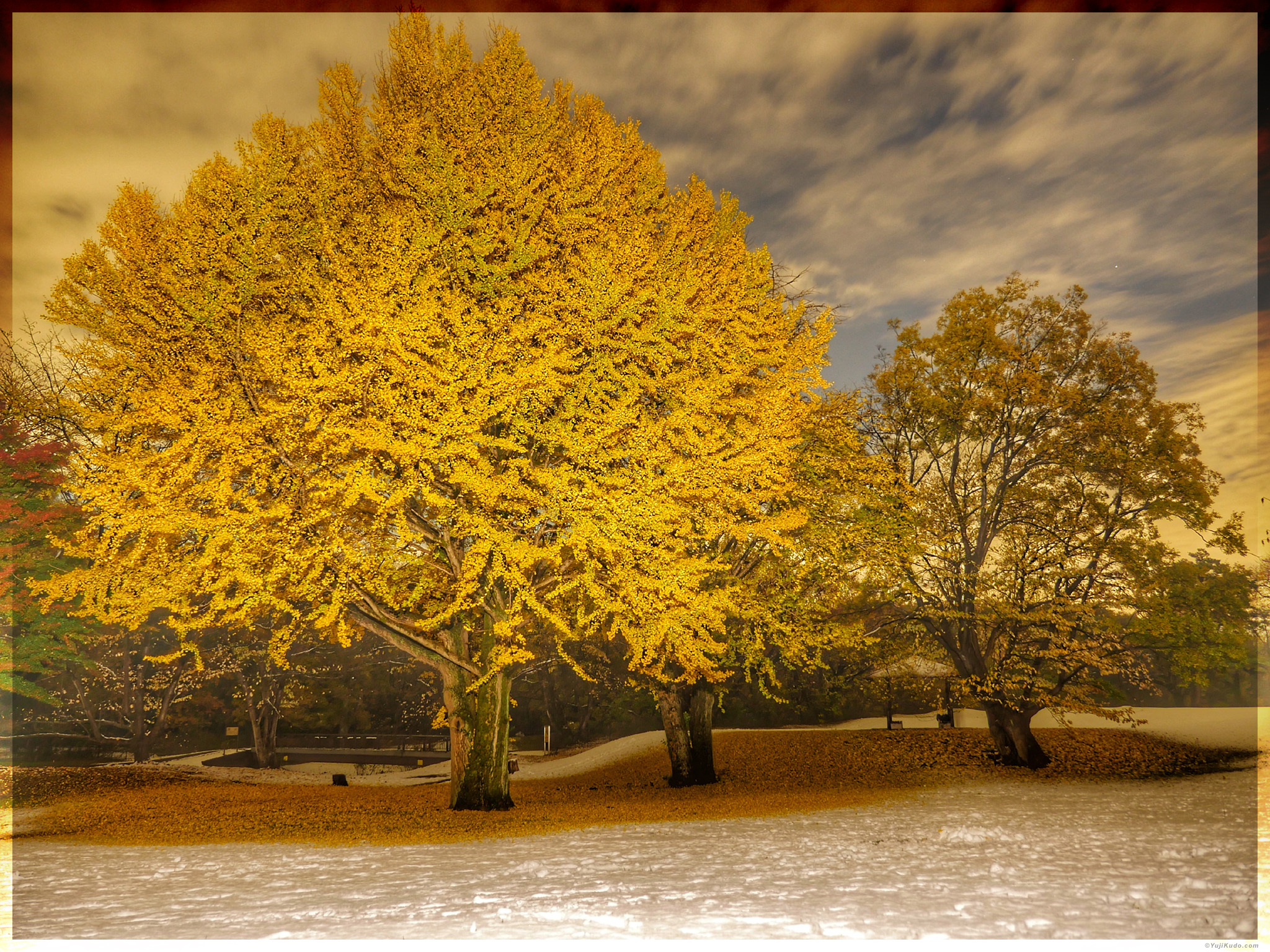 Autumn Gold Ginkgo and Snow in Tokyo