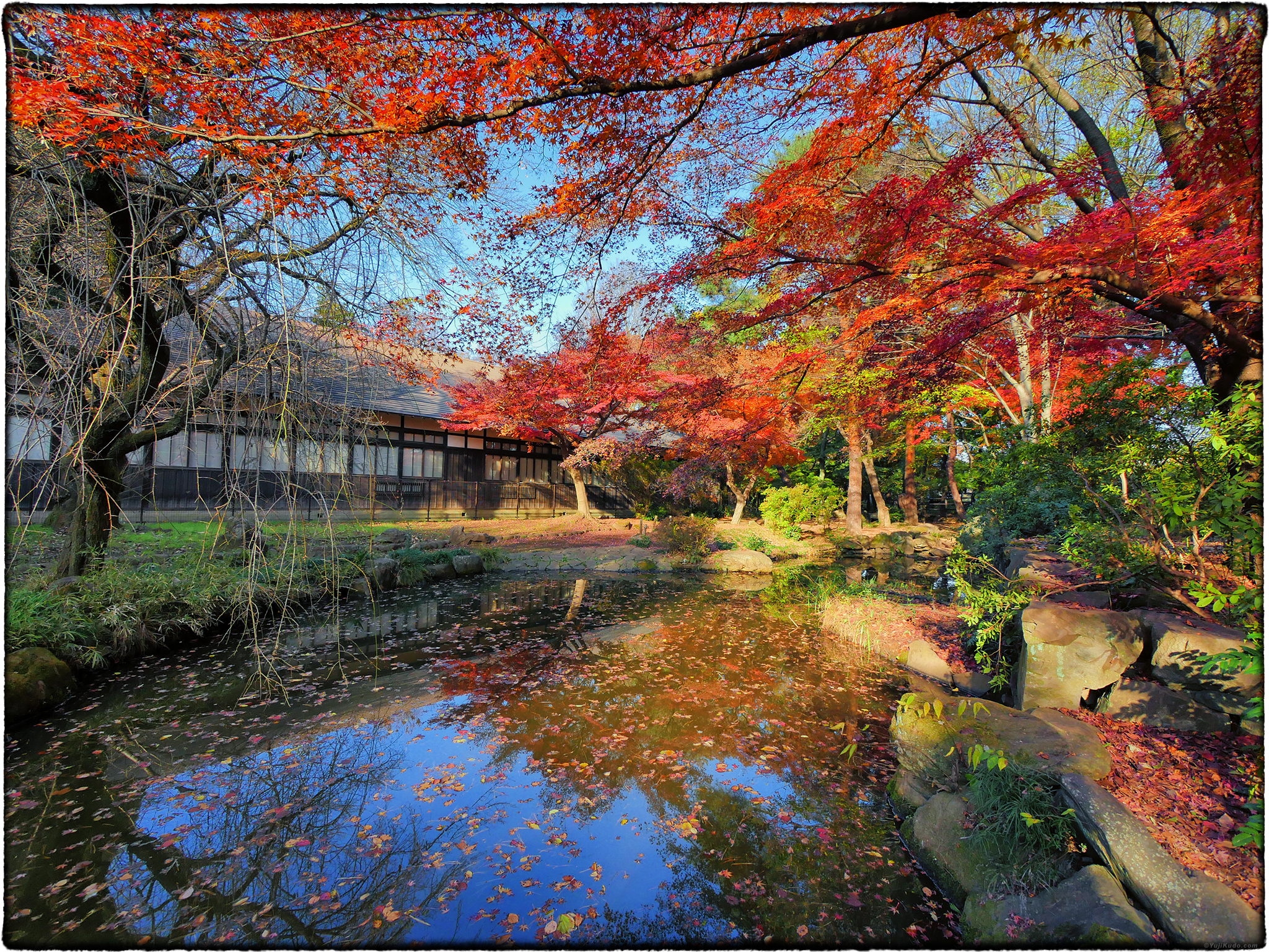 Yokuonkan Park – Autumn Leaves – Koganei