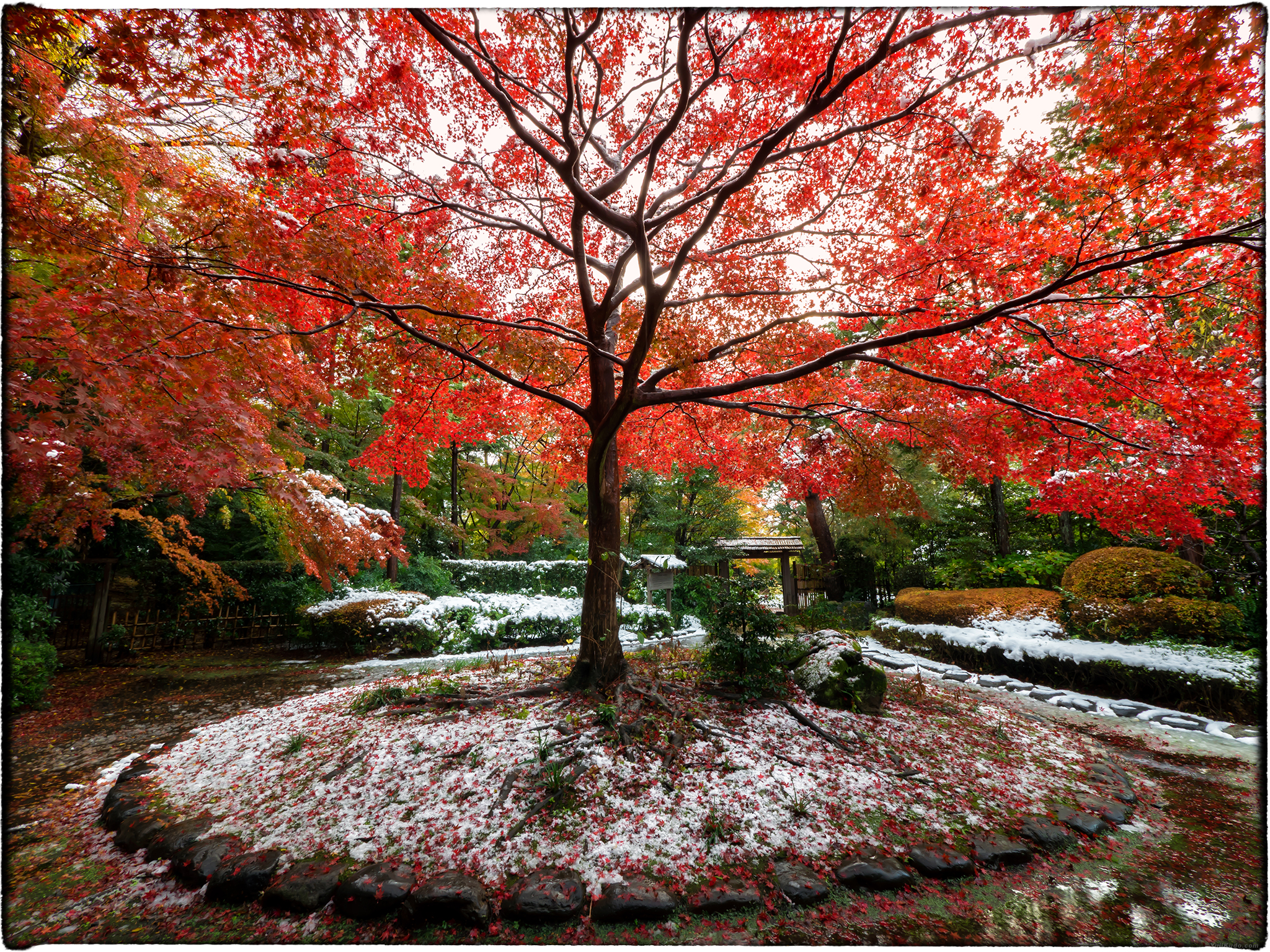 Autumn Leaves in Snow – Sanraku no Mori – Koganei