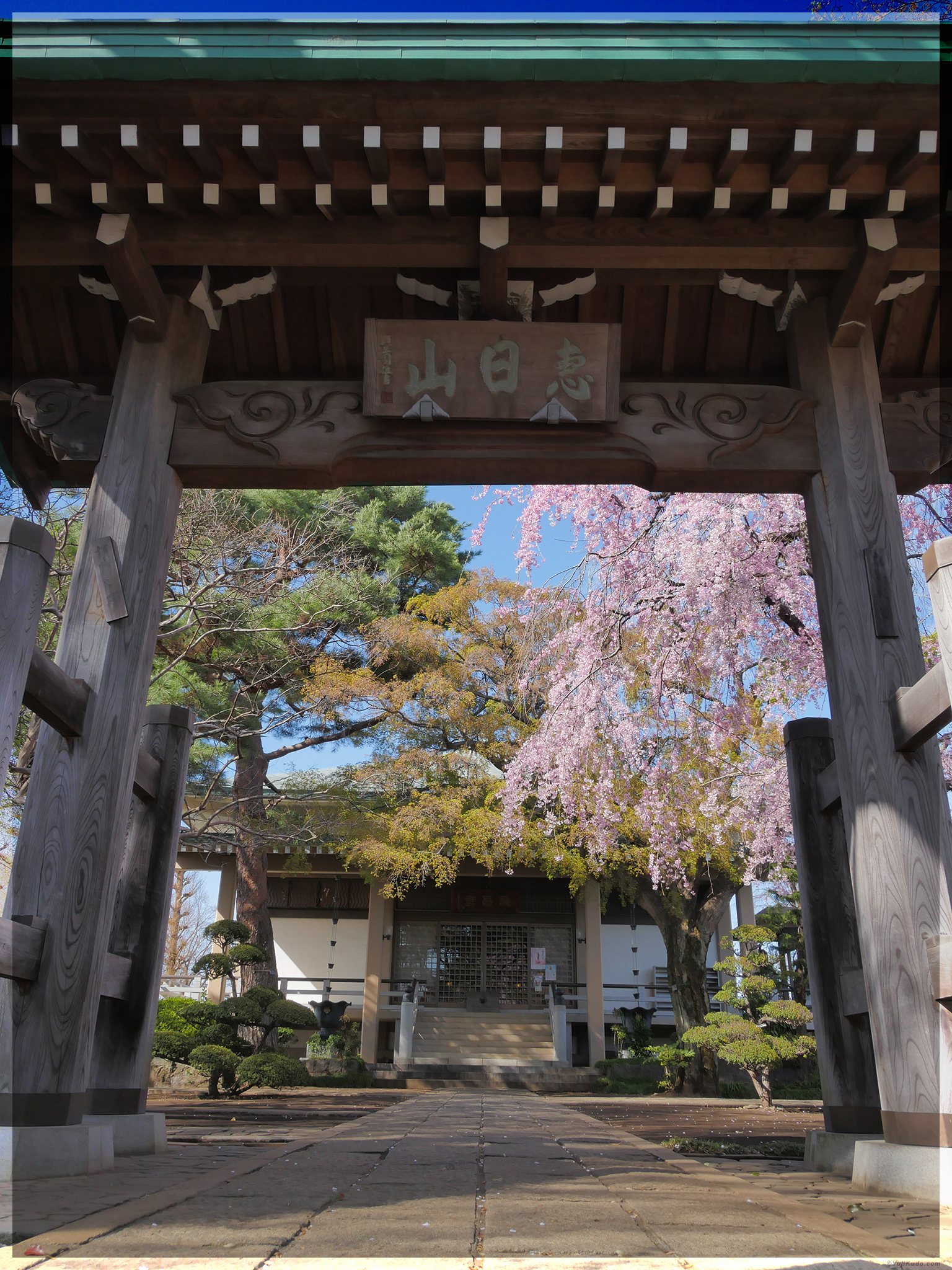 Weeping Cherry Tree – Choshouji Temple- Koganei