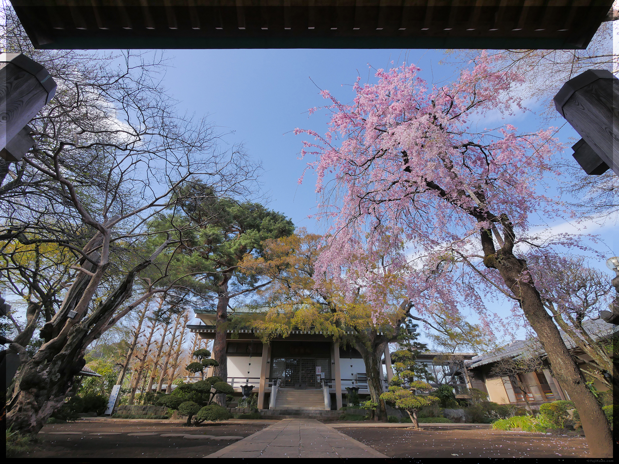Weeping Cherry Tree – Choshouji Temple- Koganei