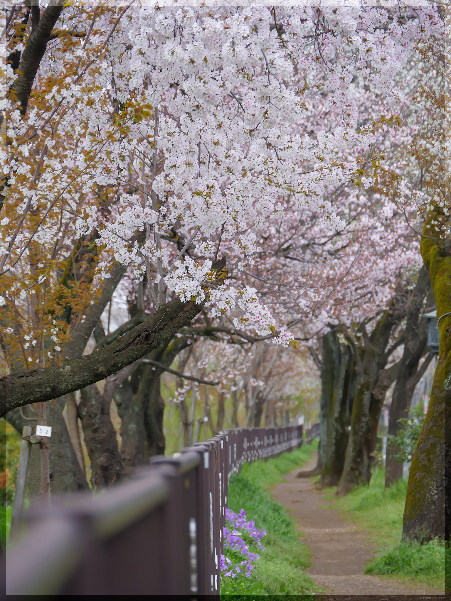 Koganei-Zakura (Row of Wild Cherry Blossom Trees) – Koganei