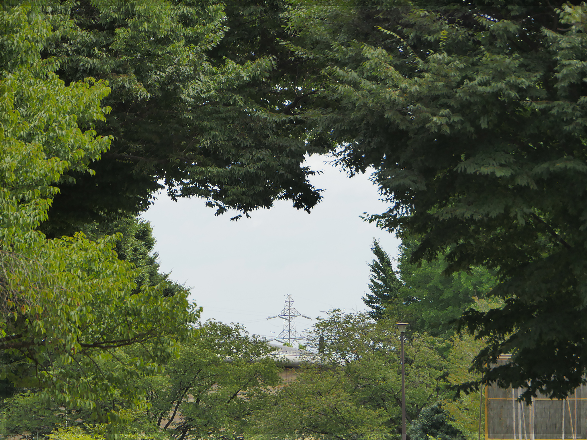 小金井公園ハートの木