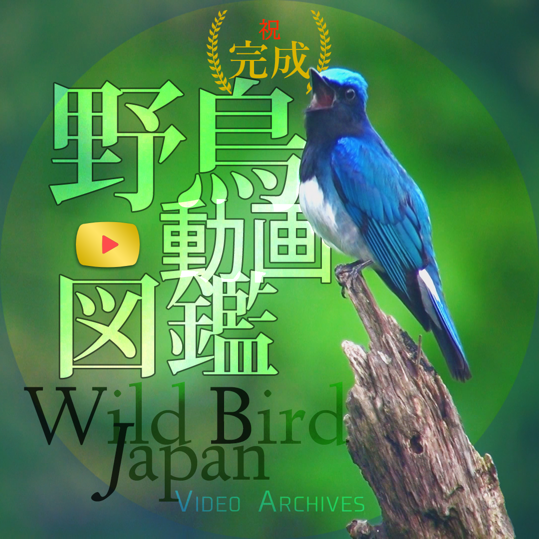 野鳥動画図鑑 Wild Bird Japan ロゴ