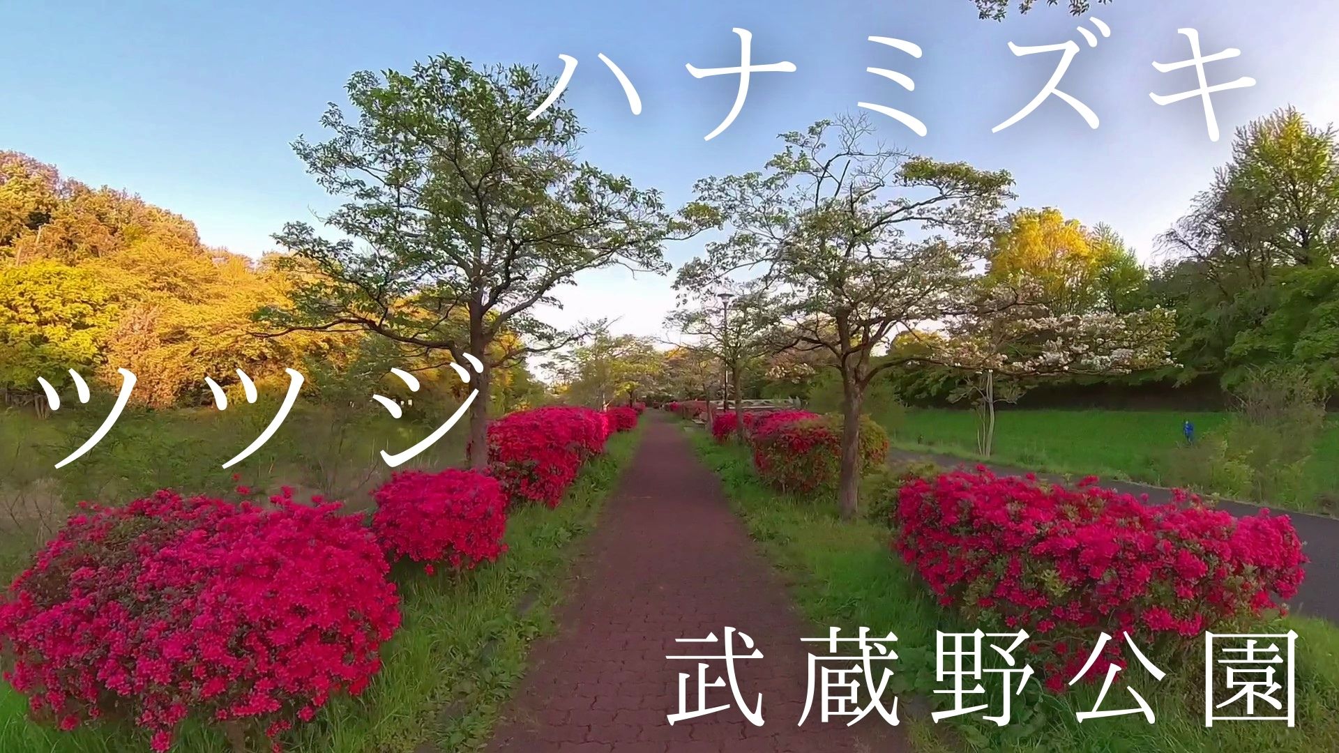 210420-散歩-武蔵野公園・ツツジとハナミズキ並木を歩く-アイキャッチ画像