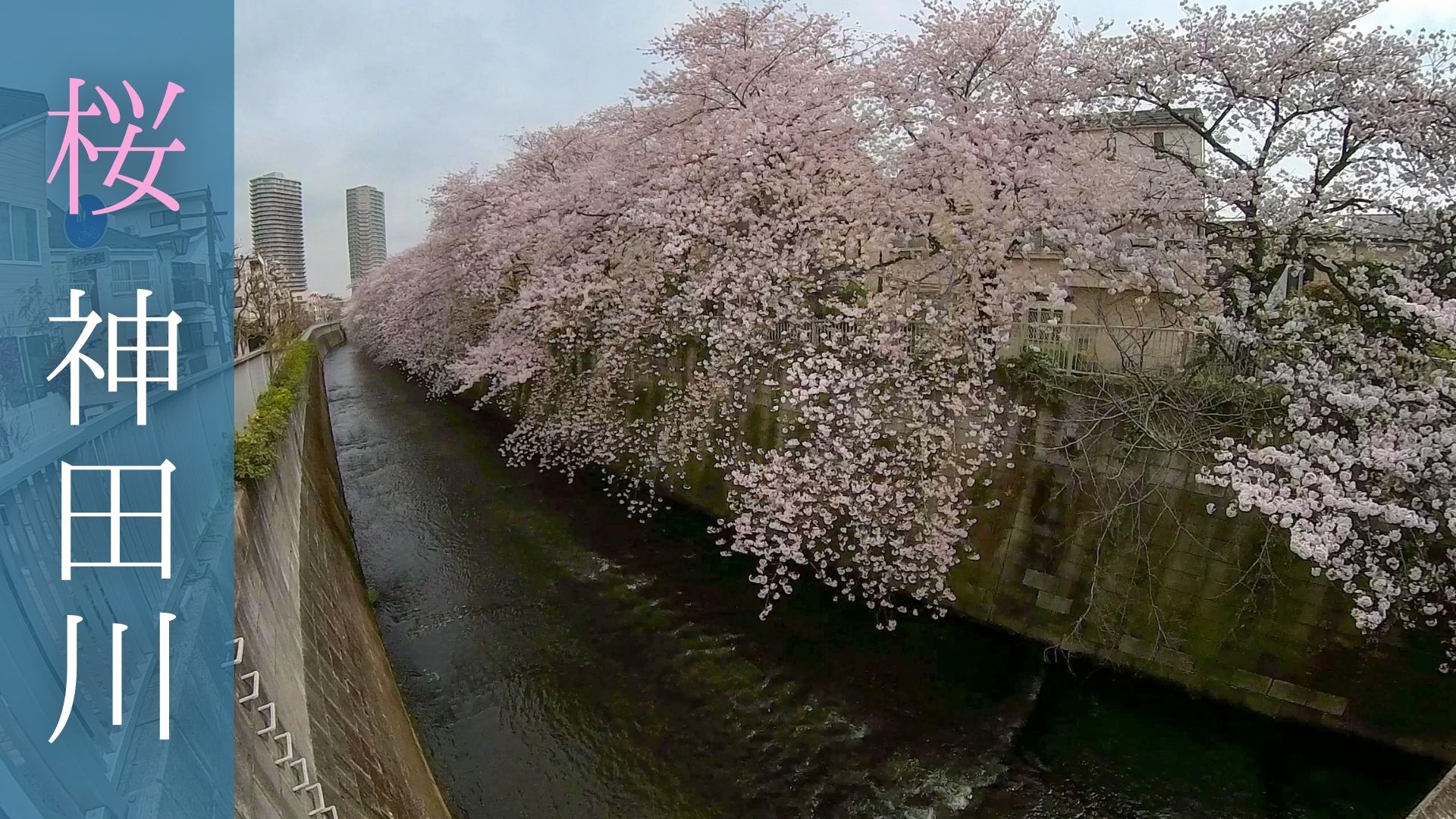 210413-散歩-神田川沿い遊歩道の桜並木を歩く-アイキャッチ画像