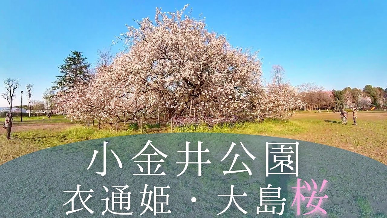 210329-散歩-小金井公園・満開の衣通姫（ソトオリヒメ）と大島桜（オオシマザクラ）を見に行く-アイキャッチ画像